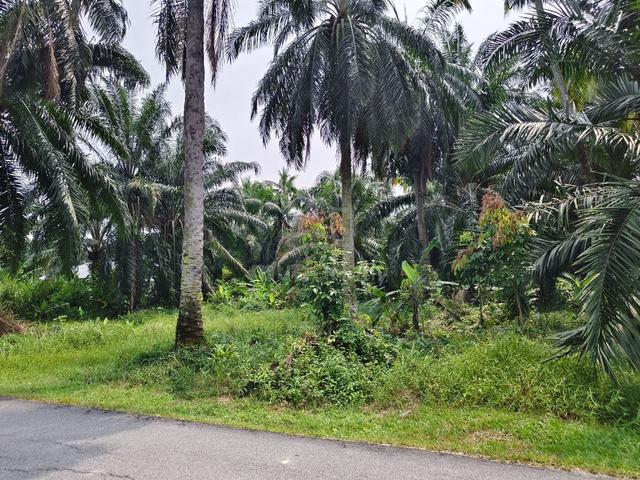 Kuala Langat 1.5 ekar Tanah Pertanian Rezab Melayu Freehold 1