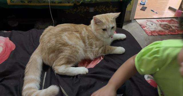 Mix BSH - photo 6 of 6