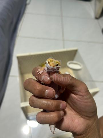Carousel Image