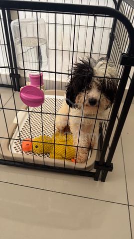 Poodle Puppy for Sale – Lovely & Healthy - photo 6 of 6