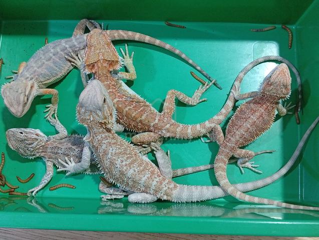Carousel Image Selected
