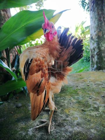 ayam serama - photo 3 of 3