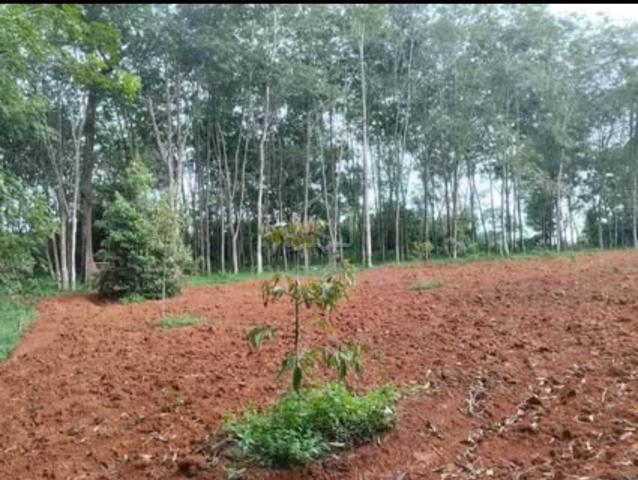 1 Ekar Tanah Pokok Getah Tua Gemereh Segamat Johor 1