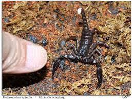 Asian Forest Scorpion Sling Pets For Sale In Seri Kembangan Selangor