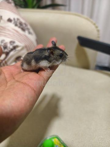 Winter White Hamster - photo 3 of 6