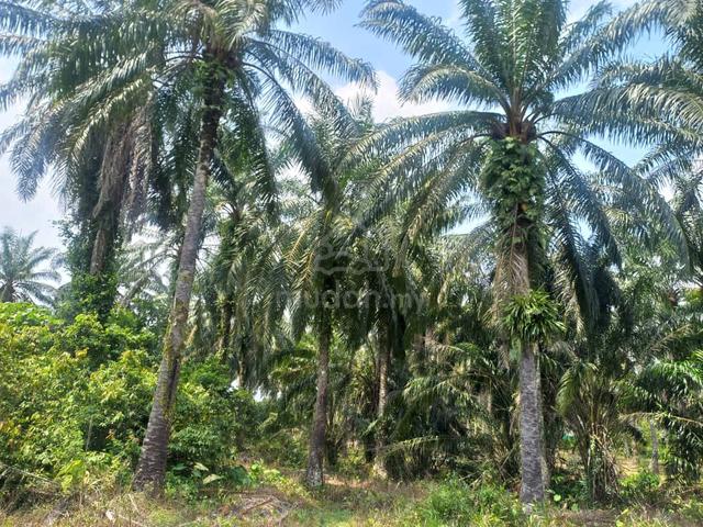 1 Acre Agricultural Land for Sale in Gopeng, Perak 1