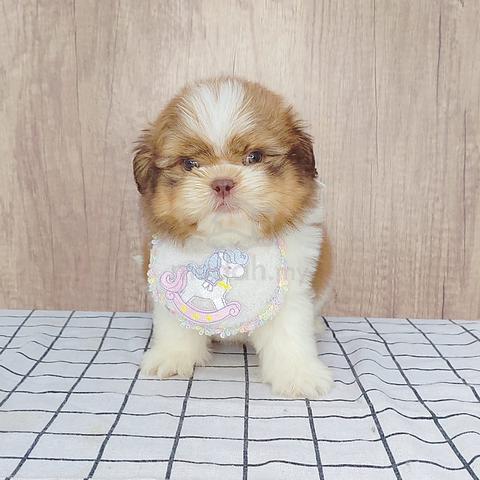 Chubby Face Shih Tzu Puppu Dog Pet *yu.0941 - Pets for sale in Puchong ...