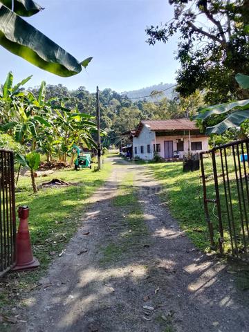 Balik Pulau Agricultural Land For Sale 浮罗山背农业地出售 1