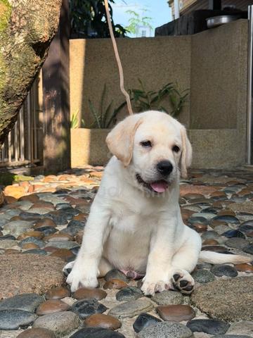 Labrador Puppy (Champion & Imported lineage) - photo 3 of 3