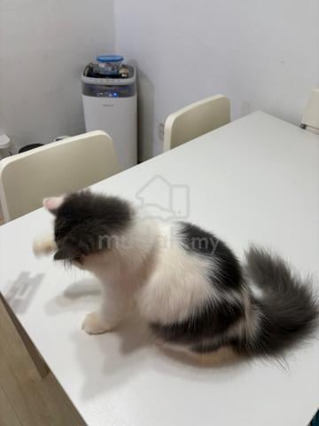 Carousel Image
