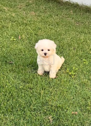Pure Bichon puppy - photo 6 of 6