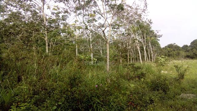 2 Ekar Tanah Pokok Getah Bukit Tanah Merah Segamat Johor 1