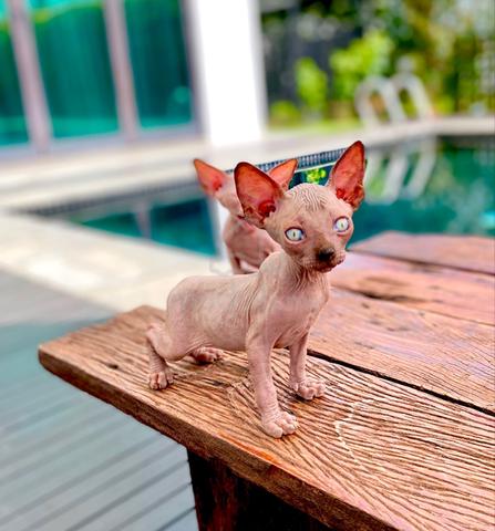 Pointed Sphynx Kitten - Pets for sale in Johor Bahru, Johor