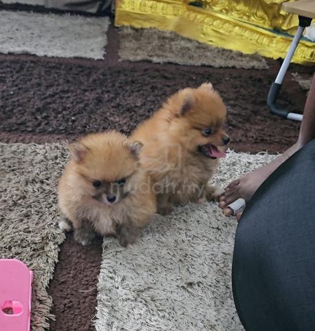 Pomeranian - photo 5 of 5