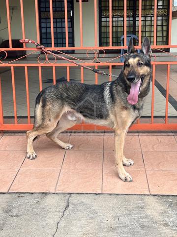 German Shepherd - photo 2 of 2