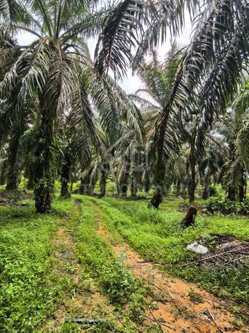 Bukit Samsu Palm Oil Land | 2 Arces | Freehold 1
