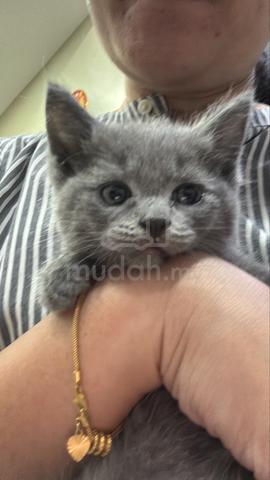 British Shorthair (Big Bone) - photo 3 of 5