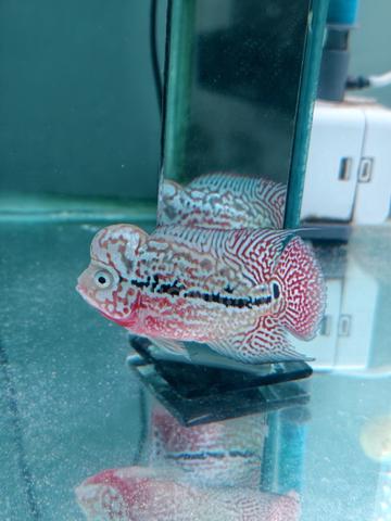 Carousel Image Selected