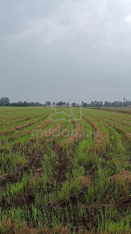 tanah sawah 2.9 ekar 1