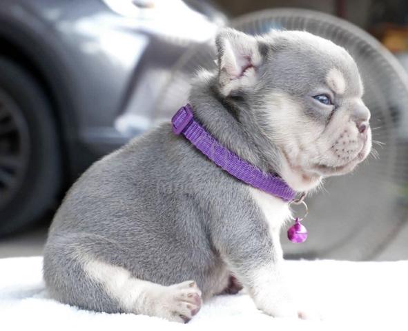 FRENCH BULLDOG PUPPIES VIP131🌻 boy-girl lilac tan - photo 2 of 3