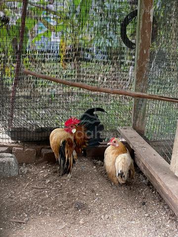 ayam serama sepasang - photo 3 of 4