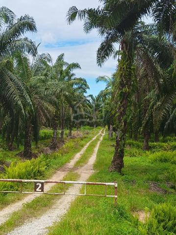 Ladang Kelapa Sawit 1