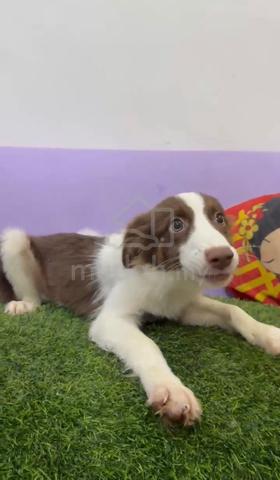 Carousel Image