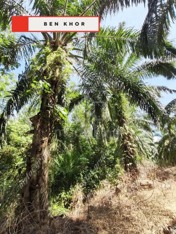 Main Road | Agricultural Land | 6.85 acres | Lenggong | PERAKJ 3