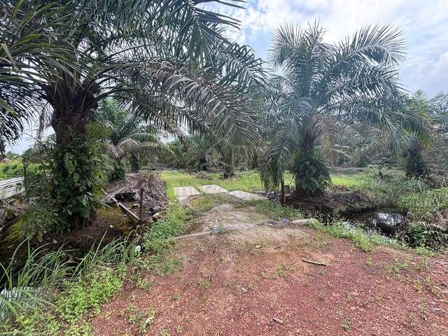 Prime Freehold Agricultural Land|6 Acres|Pekan Nenas|International 1