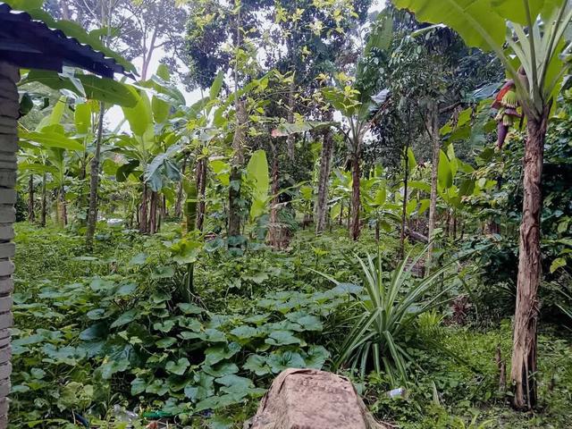 Kg Tersusun, Changkat Lada, 36800 Kampung Gajah, Perak 1