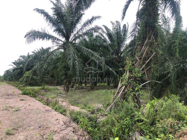 Freehold Land 1.91 acres , Jalan Sempadan Batu 7 Sijangkang , Klang 1