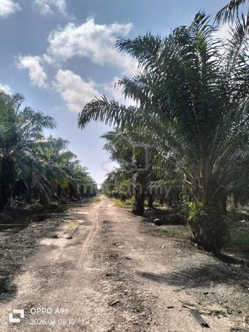 Cheap! Palm oil land for sale..  1
