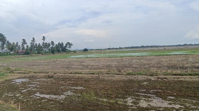 Tanah sawah padi sintok bugis kota kuala muda kedah 1