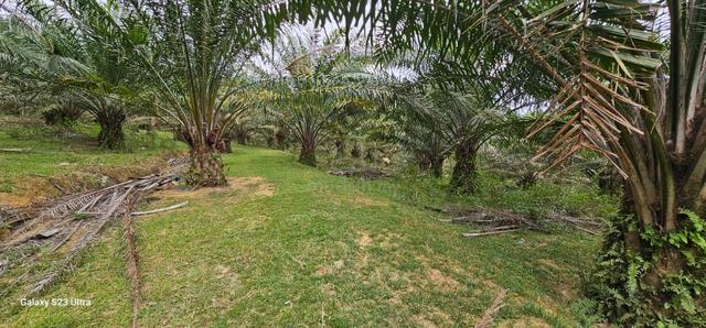 4.525 acres Palm oil land at Kg Bali,Perak 1