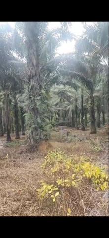 Palm Oil Plantation 1
