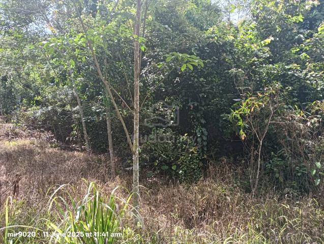 1.5 Ekar Tanah Kosong Kg Lubok Bandan Jementah Segamat Johor 2