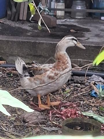 itik mallard @kampung - photo 2 of 3