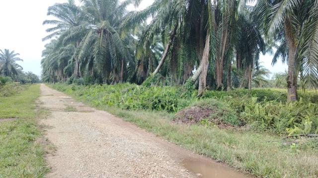 Banting Land for Sale, Sungai Kelambu 2, Felcra, 📌2.07 Acres Land 4