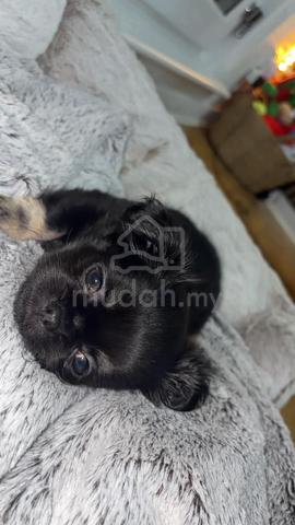 black and white Chihuahua ~3 - photo 4 of 5