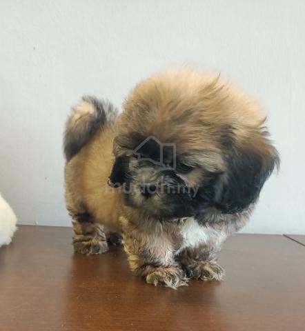 Shih tzu cross - Pets for sale in Johor Bahru, Johor