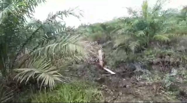 Tanah Pertanian Kelapa Sawit Simpang Renggam 1
