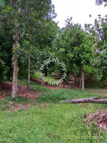 Durian Farm Land (10 acres), Balik Pulau, Pulau Pinang 3