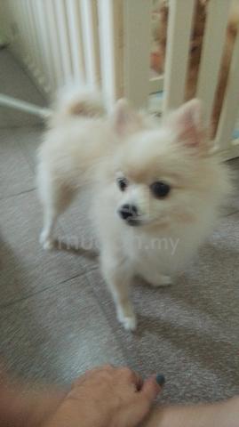 Pomeranian for sale - photo 5 of 6