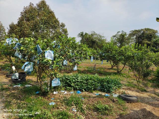 Kuala Sawah, Agricultural Land, Kuala Sawah, Rantau, Seremban, N9 5