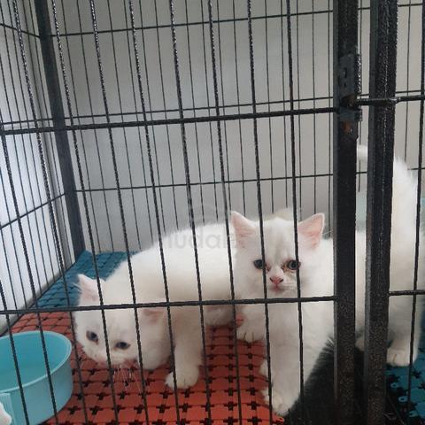 Rehome scootish mix persian - Pets for sale in Johor Bahru, Johor