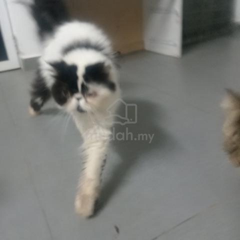 pure persian - photo 5 of 5
