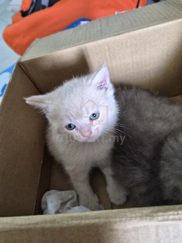Carousel Image