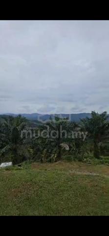 Ladang kelapa sawit good roi 100 tan ++ permonth with bautiful river 2