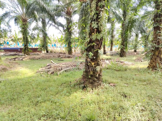 Sijangkang Land Telok Panglima Garang 📌5 Acres 📌Beside Tar Road 5
