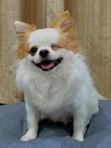 Chihuahua ~8 - photo 5 of 5